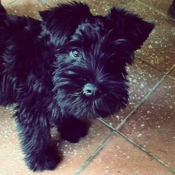 black miniature Schnauzer puppy looking