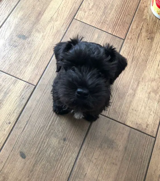 black miniature Schnauzer sitting on the wooden floor with its begging face