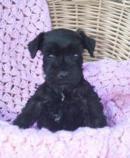 black miniature Schnauzer puppy inside the basket