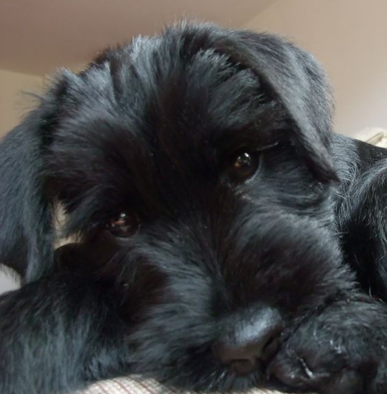 black miniature Schnauzer with adorable face