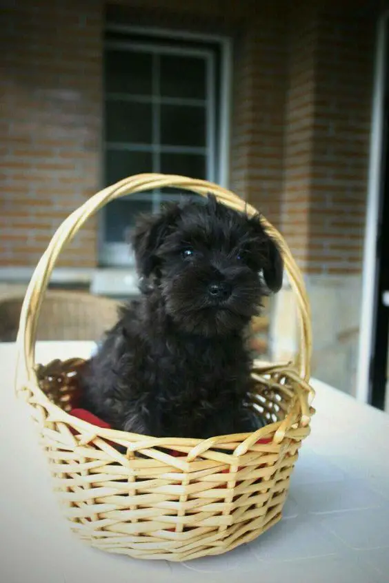 black miniature Schnauzer puppy sitting in a basket