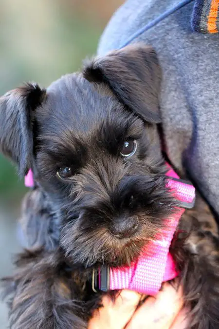 owner holding its black miniature Schnauzer in its arms