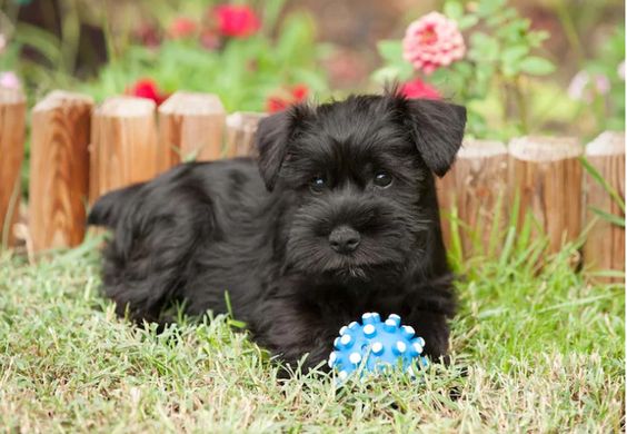 black miniature Schnauzer lying on the grass in the garden