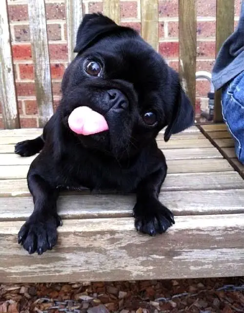 black pug puppy lying on the wooden bench with its tongue sticking out