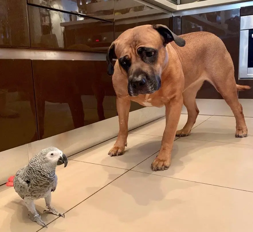A Boerboel standing on the floor while staring a the bird in front of him