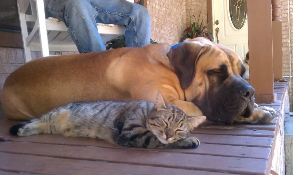A Boerboel sleeping on the wooden floor next to a cat