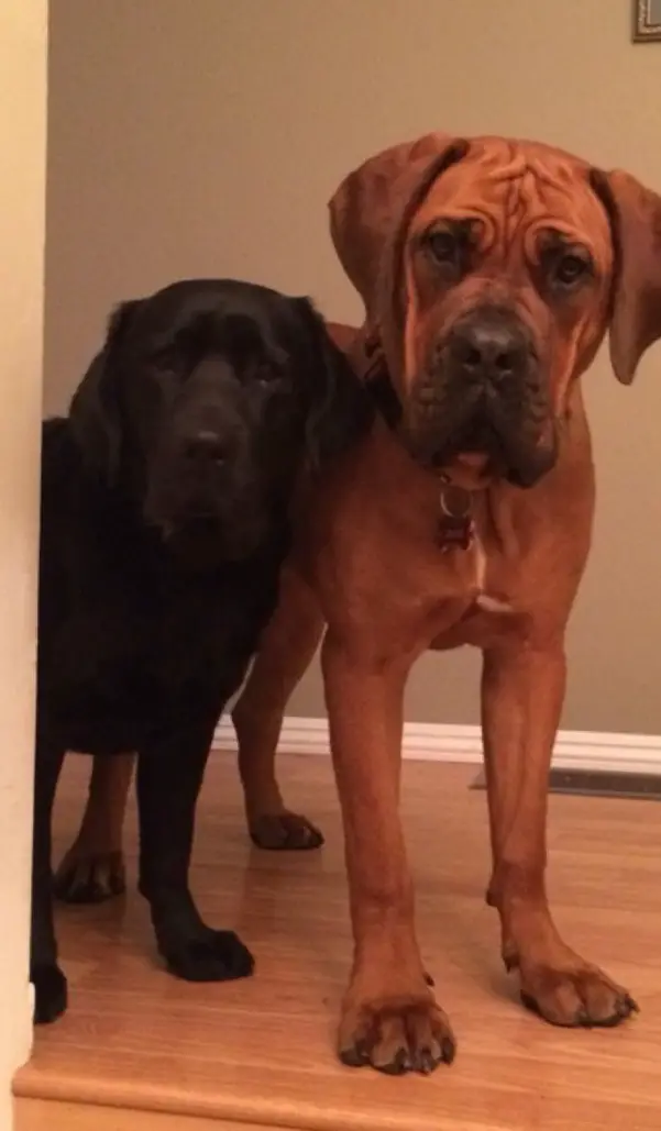 A Boerboel standing on the floor next to a black labrador