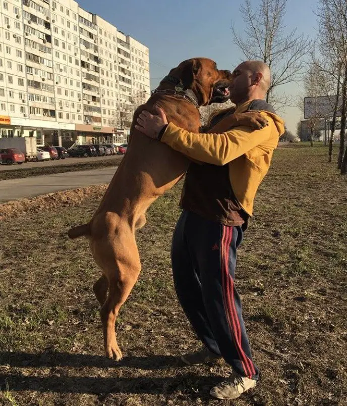 A Boerboel standing up leaning against its owner at the park