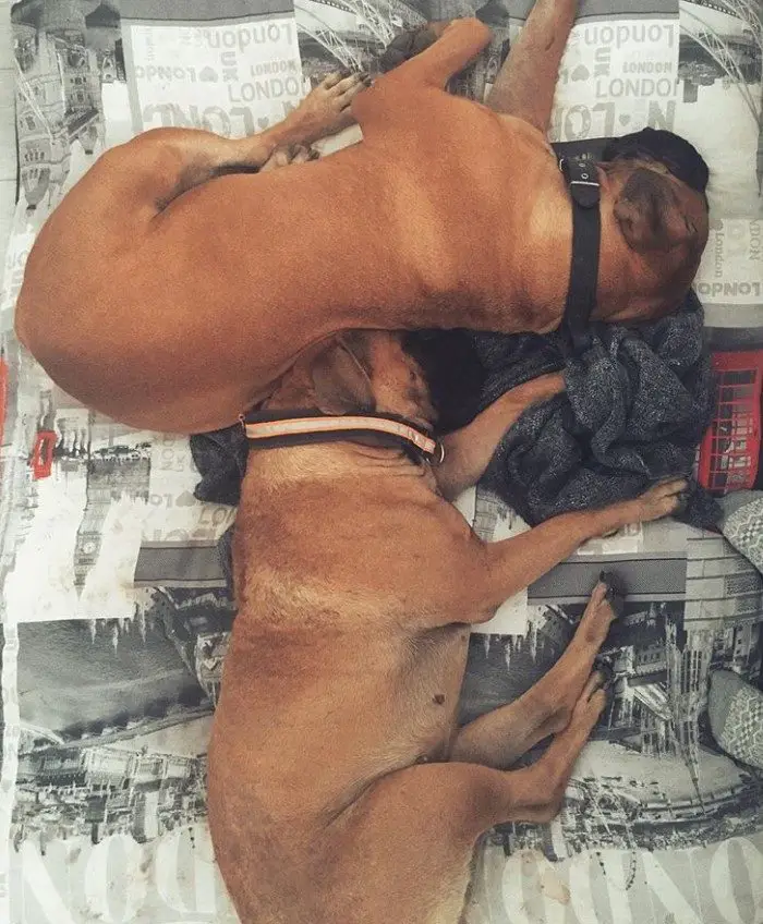 two Boerboels sleeping on their bed and forming a letter T