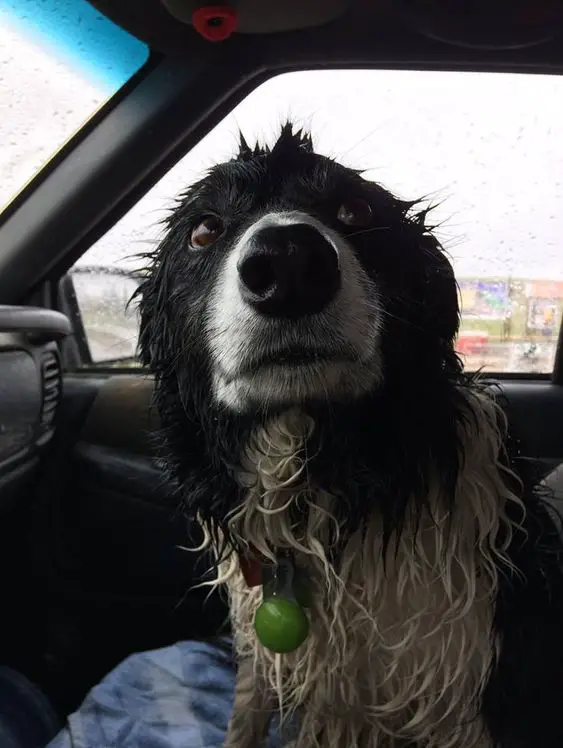 A wet Border Collie sitting in the passenger seat while looking up