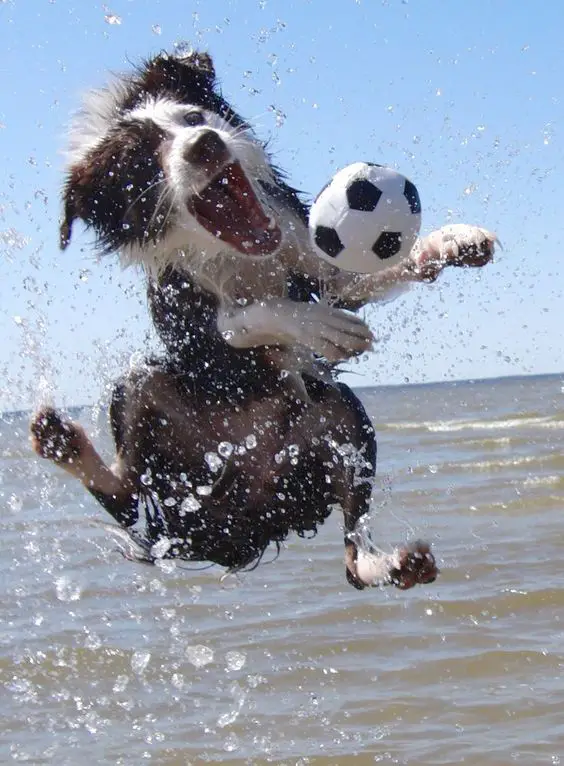 Border Collie catching a ball in the water
