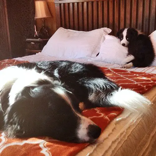 two Border Collies lying on the bed