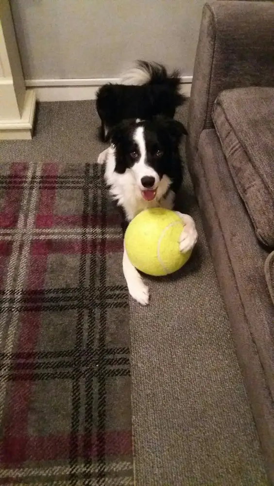 Border Collie lying on the floor with its ball