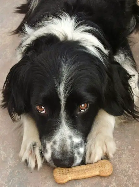 Border Collie lying on the floor with treats in front of it
