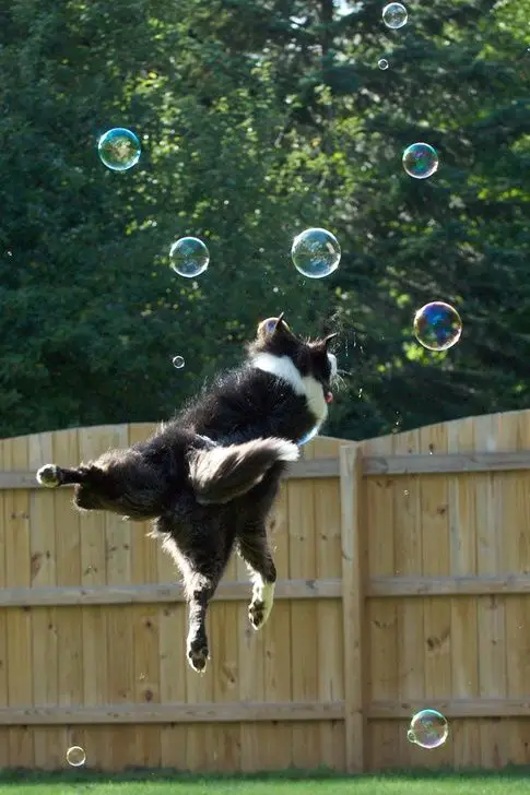 Border Collie jumping while catching bubbles in the backyard