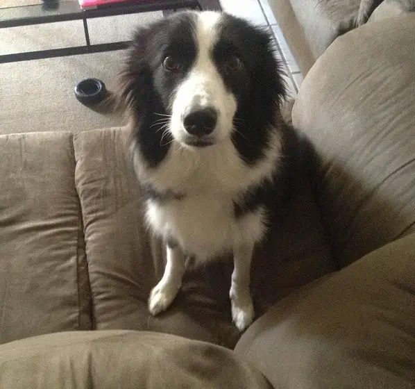 A Border Collie sitting on the couch with its curious face