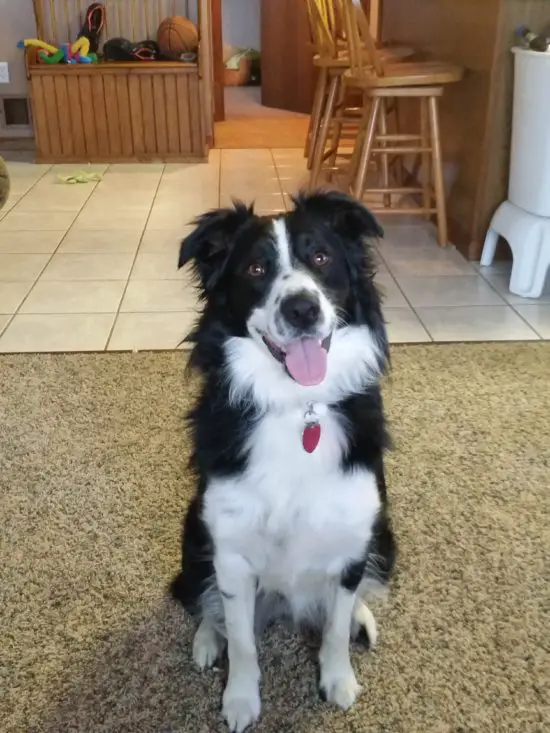 A Border Collie sitting on the floor with its tongue out