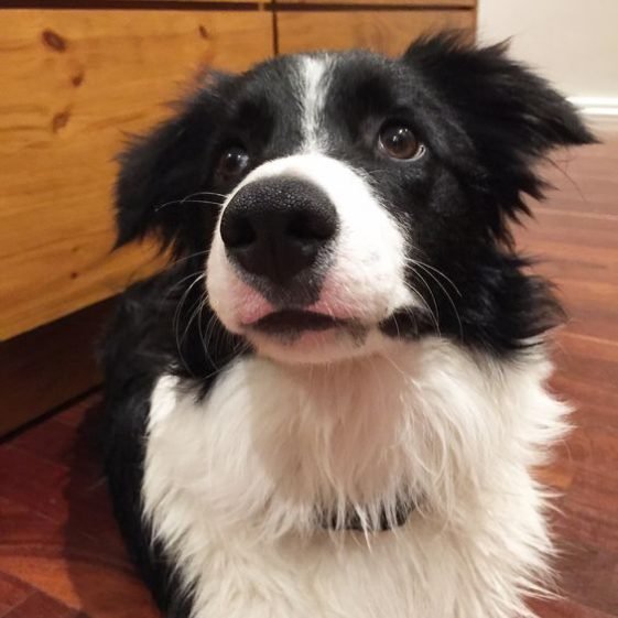 25+ Best Toys for Border Collies The Paws