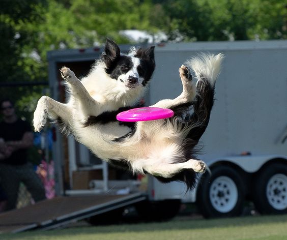 Border Collie playing frisbee