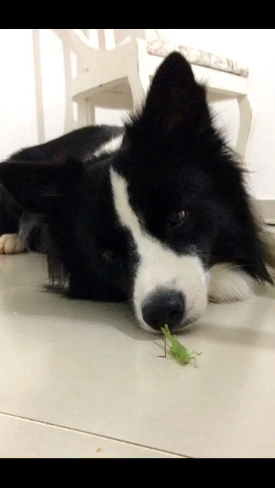 Border Collie lying on the floor looking at a grasshopper