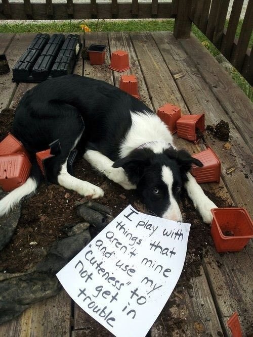 Border Collie lying on top of a potting soil with a note