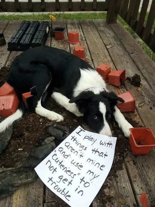 Border Collie lying on top of a potting soil with a note 