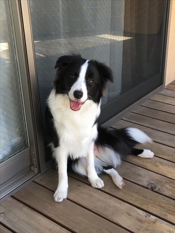 Border Collie smiling white sitting on the wooden floor in the veranda