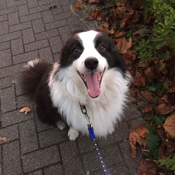 happy Border Collie sitting on the pavement