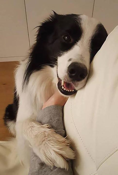 smiling Border Collie sitting on the floor while leaning on the couch being touched in its chest