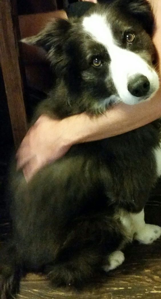 a hand around a Border Collie