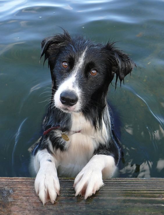 Border Collie in the water