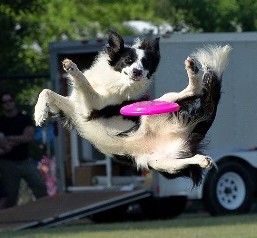 A Border Collie playing frisbee at the park