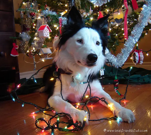 A Border Collie lying on the floor with christmas lights around him and with christmas tree behind him
