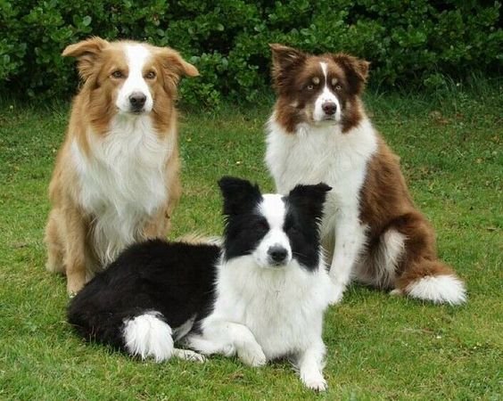 three Border Collie sitting in the yard