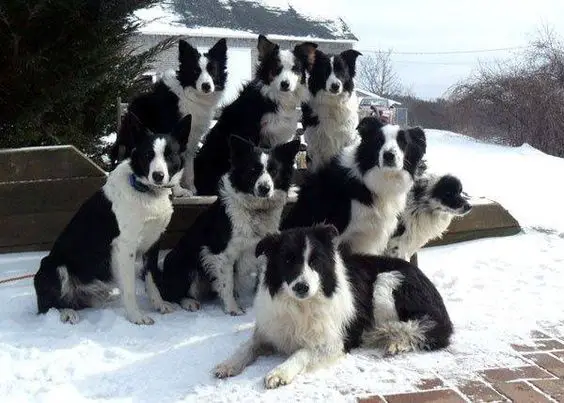 pack of a Border Collie outdoors during snow
