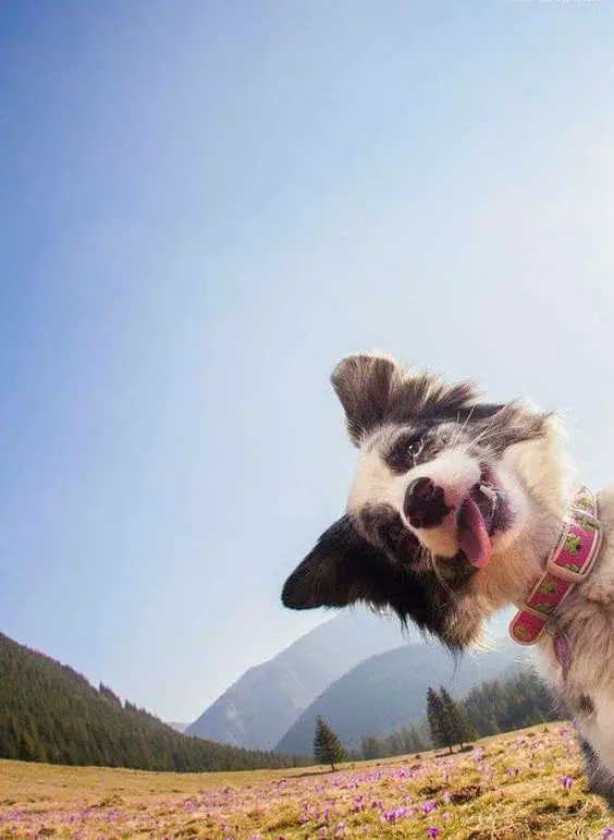 Border Collie face with its tongue sticking out photobombing a picture of a mountain