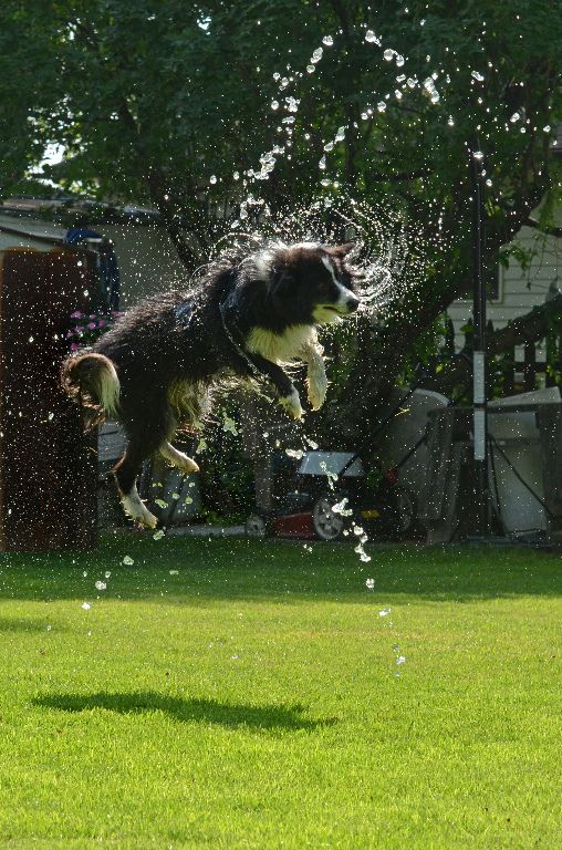 Border Collie jumping in the yard