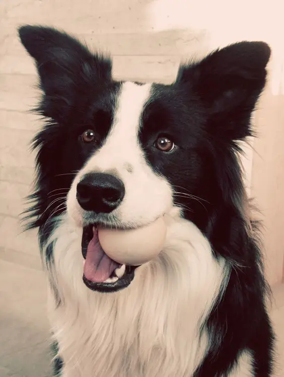Border Collie biting a ball in its mouth