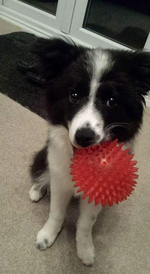 Border Collie puppy sitting on the floor with a ball in its mouth
