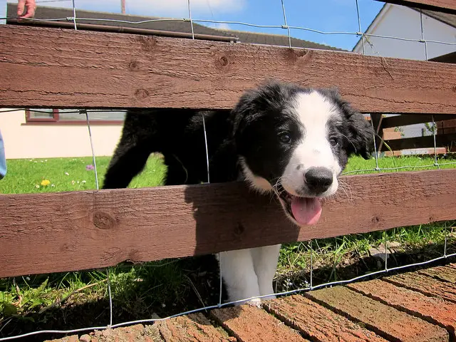 A Border Collie puppy with its head through the wooden fence
