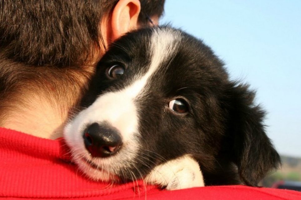 Border Collie puppy on a mands shoulder