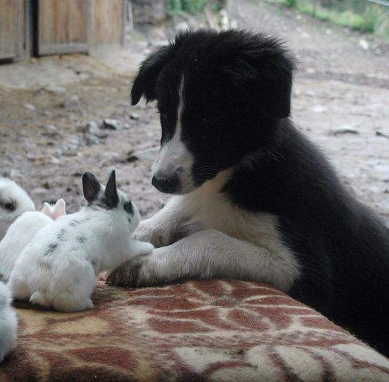 Border Collie looking at the bunny touching its paws