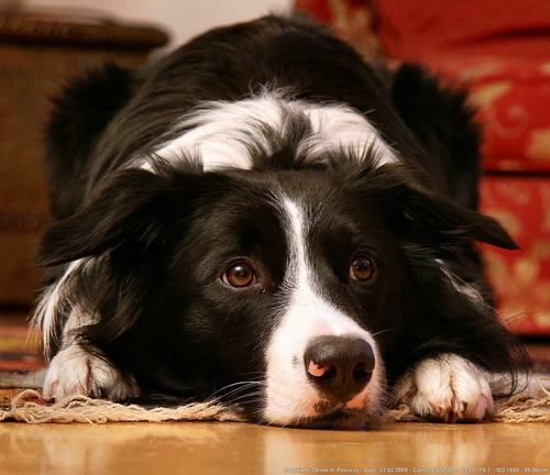 A Border Collie lying on the floor with its sad face