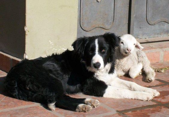 Border Collie lying on the floor with a sheep under the sun