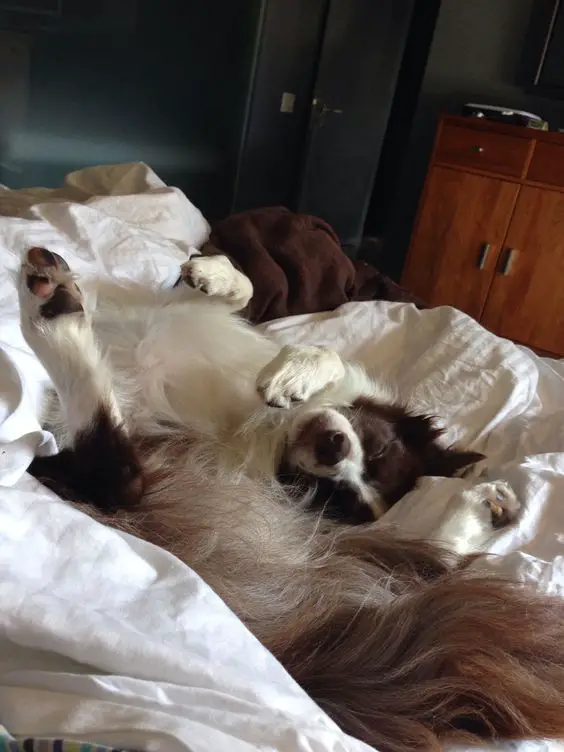 Border Collie sleeping soundly on the bed