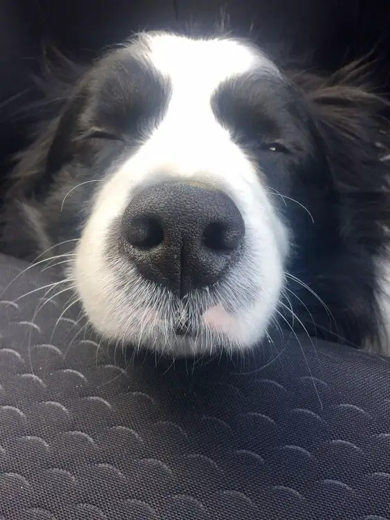 face of a Border Collie sleeping