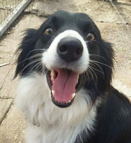 excited face of Border Collie