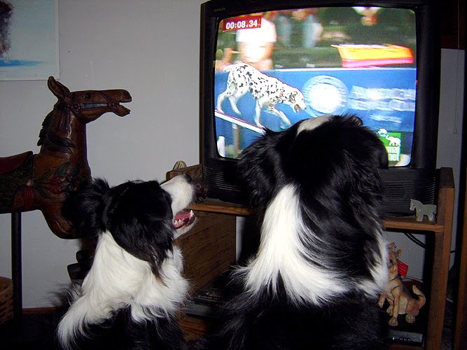 two Border Collies sitting on the floor while watching the dog show in the TV