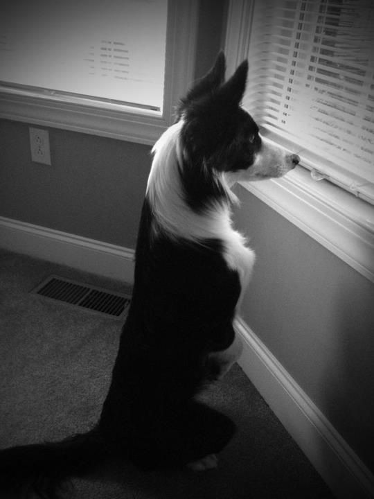 Border Collie standing up while looking outside the window
