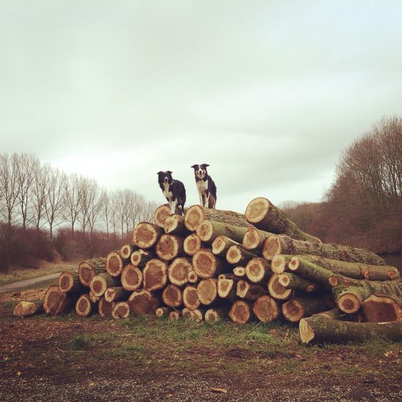 two Border Collies on top of a pilled harvested wood trunks in the forest